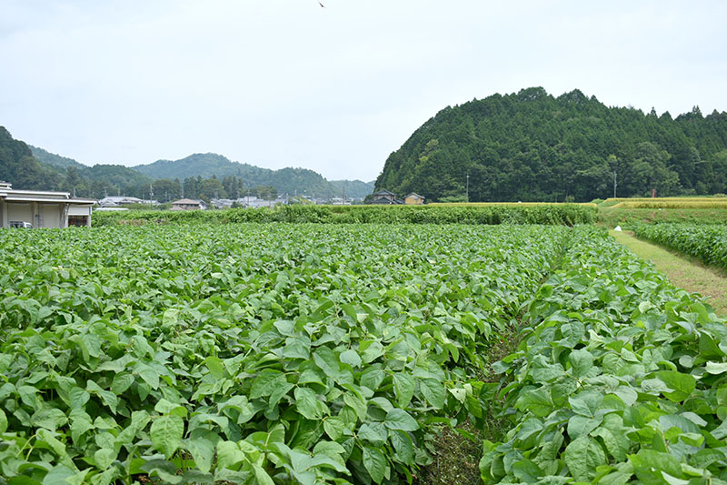 霧の朝 丹波黒大豆 農場
