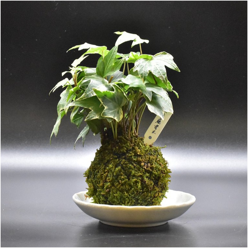花葉長春藤苔玉 父親節禮物
