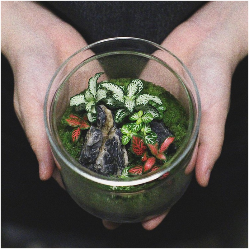 苔蘚造景生態瓶 父親節禮物