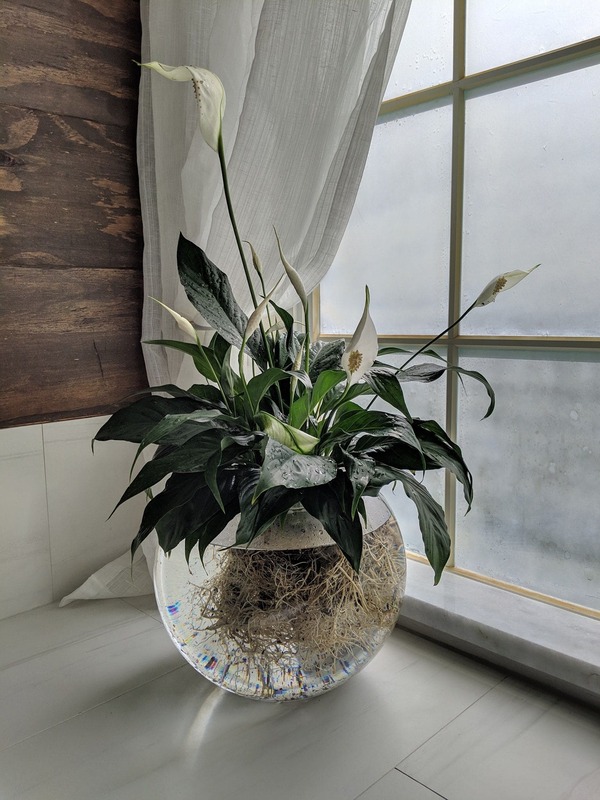 水種植物 - 白鶴芋