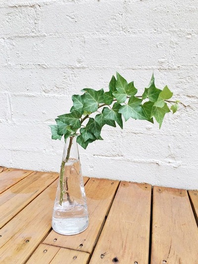 水種植物 - 英國常春藤