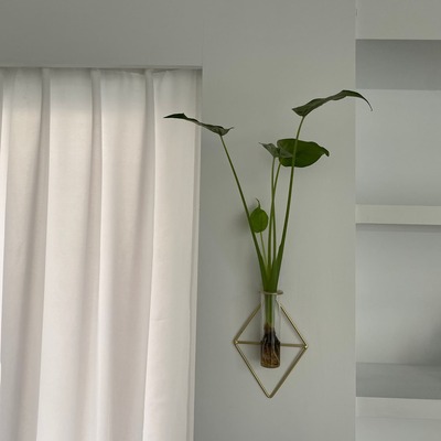 水種植物 - 佛手芋
