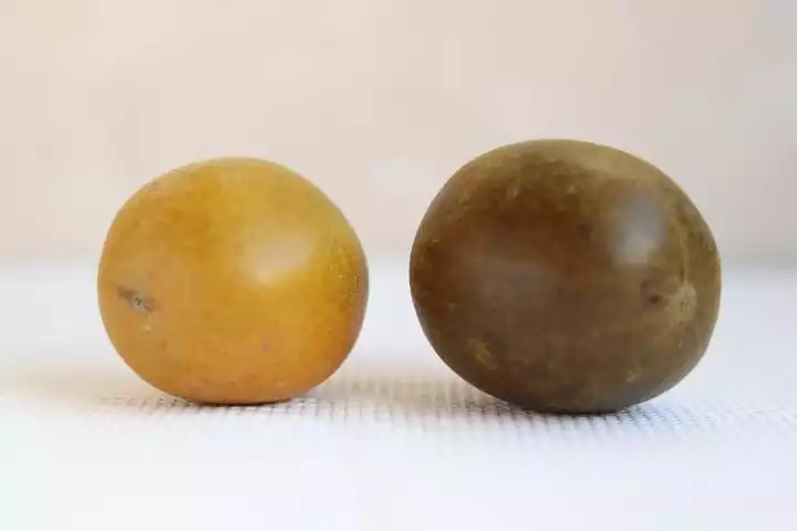 羅漢果 VS 金羅漢果