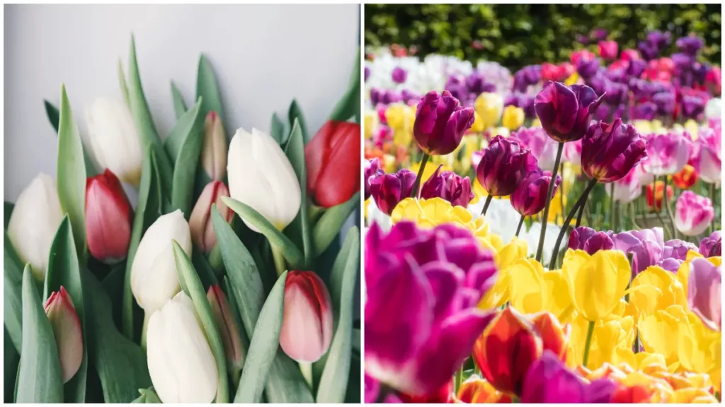 鬱金香花語是什麼 7 大鬱金香顏色意義公開 送上永恆的祝福