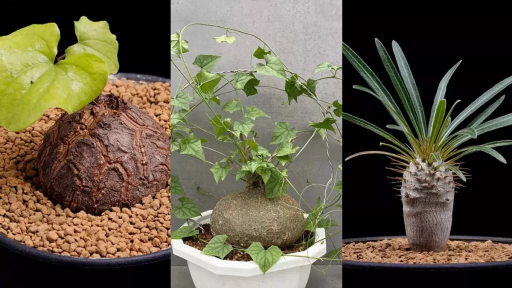 醜得療癒的 塊根植物 怎麼種植 有哪些品種 一篇文帶你入門 Pinkoi Zine