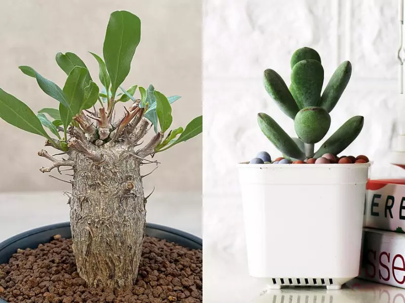 醜得療癒的 塊根植物 怎麼種植 有哪些品種 一篇文帶你入門 Pinkoi Zine