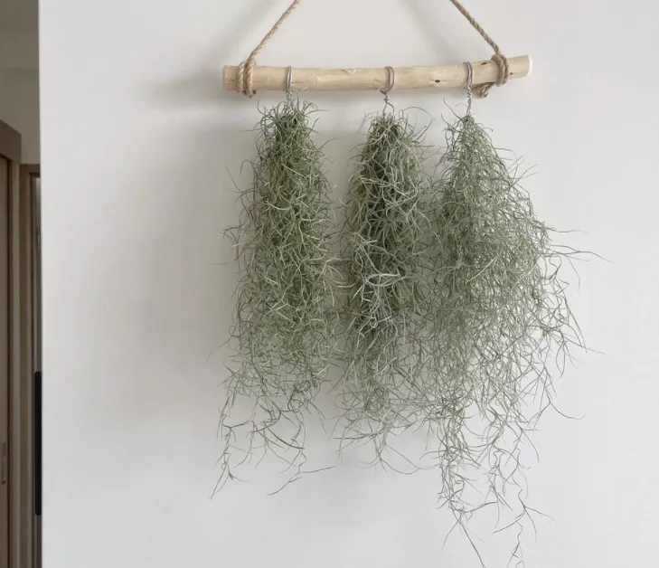空氣草