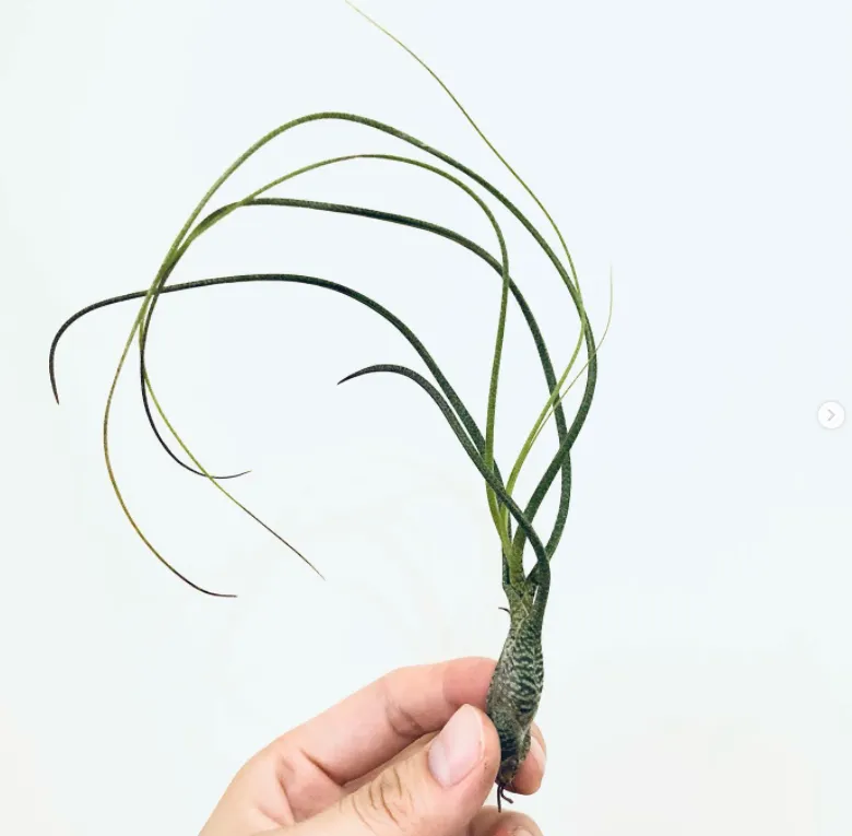 空氣草