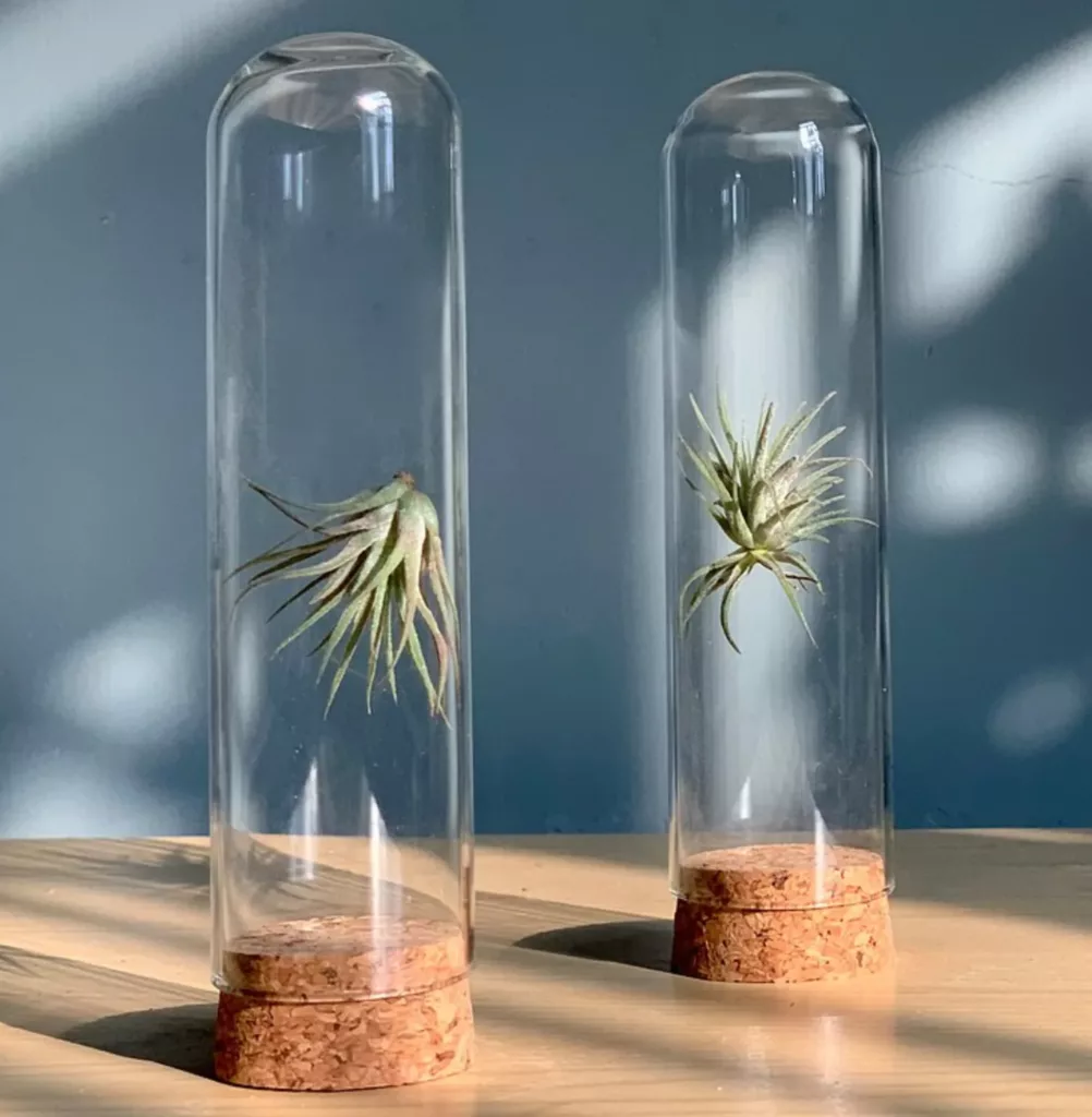 空氣草