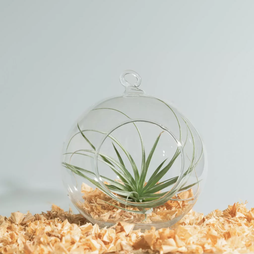 空氣草