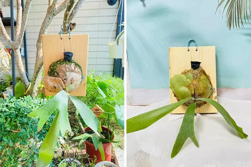 蕨類植物