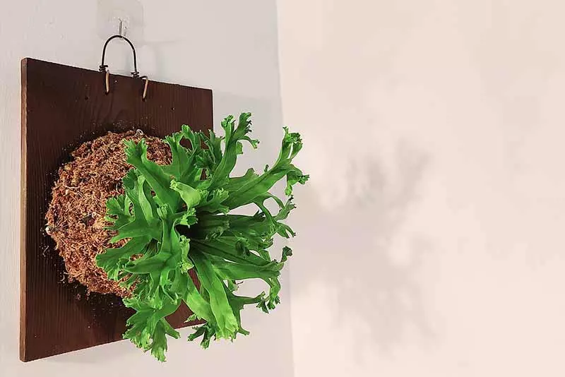 蕨類植物