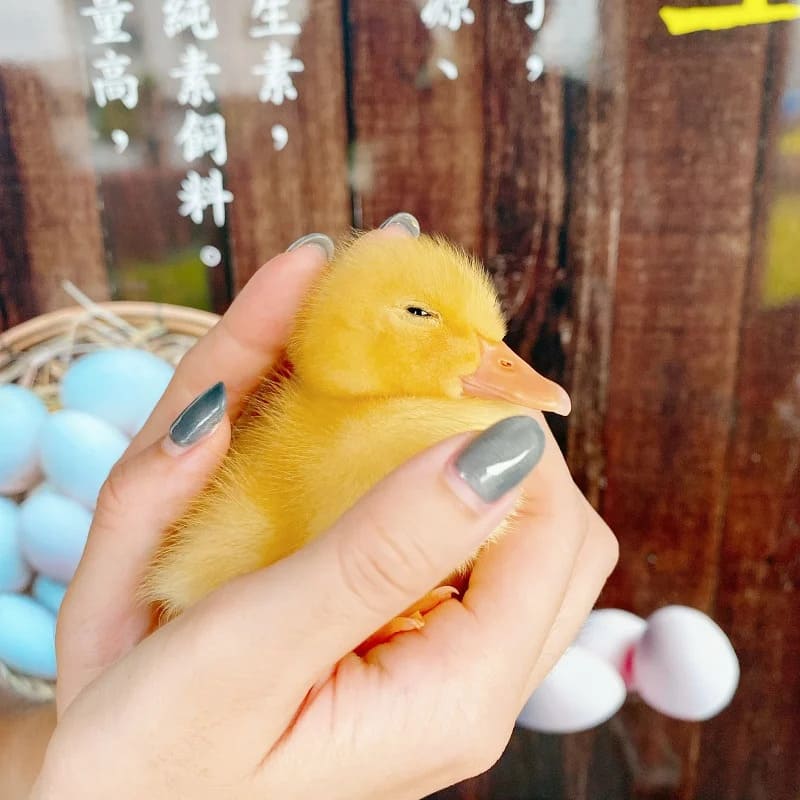 宜蘭景點 甲鳥園