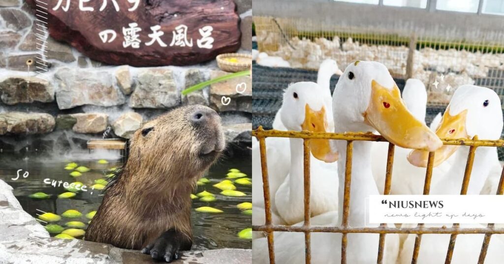 宜蘭景點 動物園