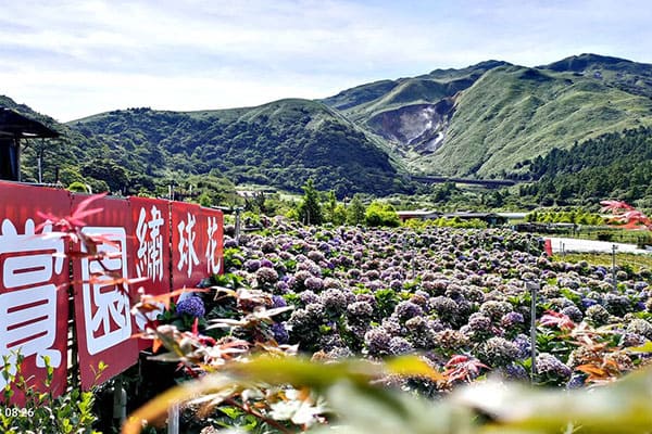 大賞園繡球花田也有主打海芋。