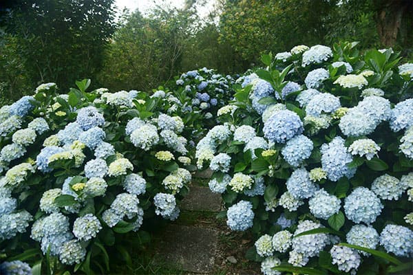 青山農場美美的繡球花步道