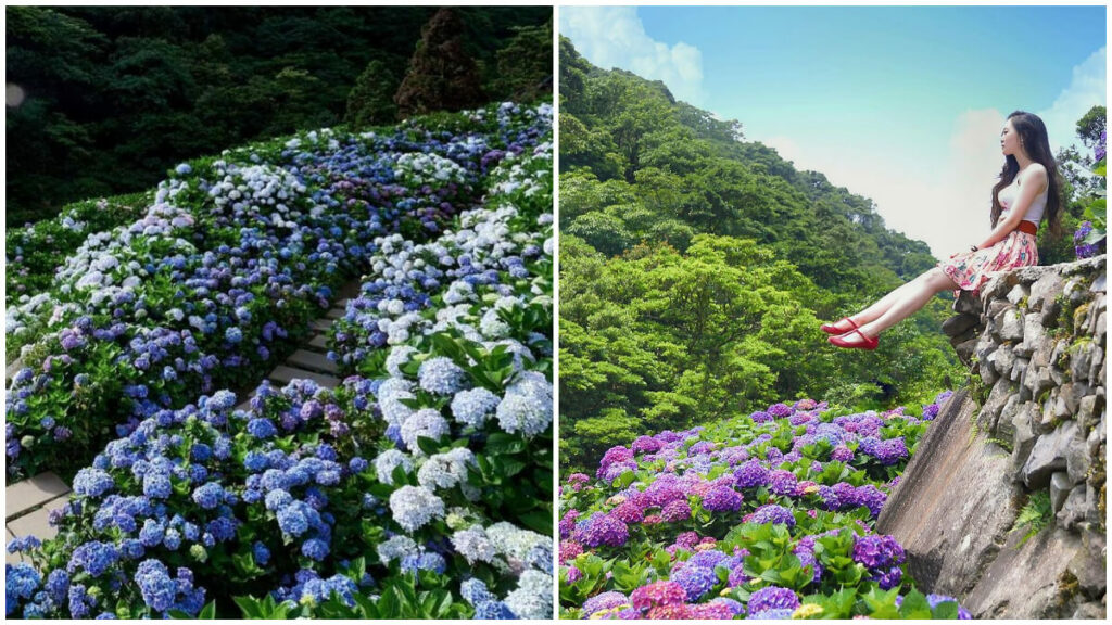 2021 全台 10 大繡球花景點 交通方式&開放時間介紹