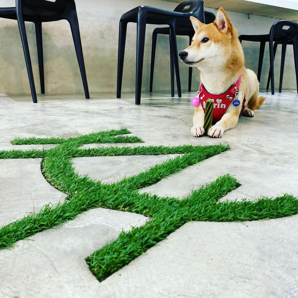 台北寵物友善餐廳推薦:HUNA 創意粥品的店狗