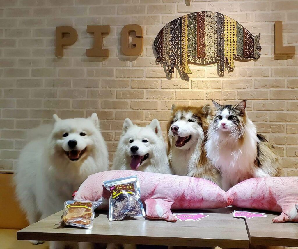 台北寵物友善餐廳推薦:彼克蕾友善咖啡館