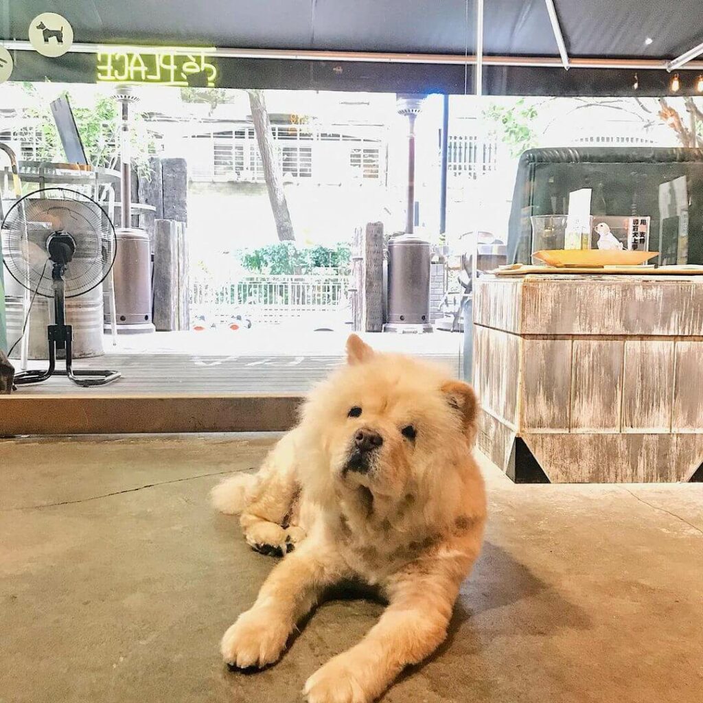 台北寵物友善餐廳推薦:déPLACE 的店狗
