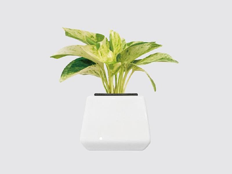 室內小型盆栽植物種類-牛奶黃金葛