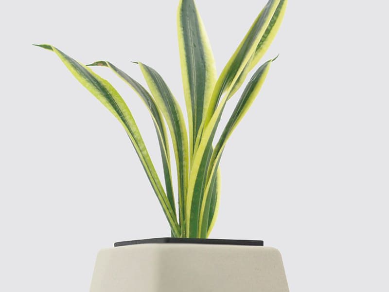 室內小型盆栽植物種類-金剛虎尾蘭