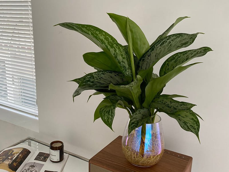 室內小型盆栽植物種類-綠孔雀粗肋草