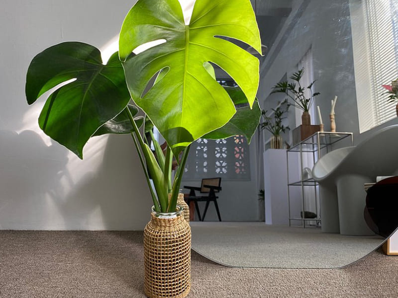 室內大型盆栽植物種類-龜背芋