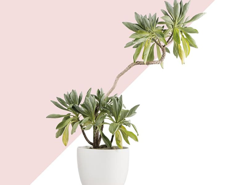 室外大型盆栽植物種類-白水木