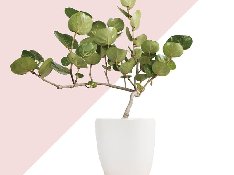 室外大型盆栽植物種類-海葡萄