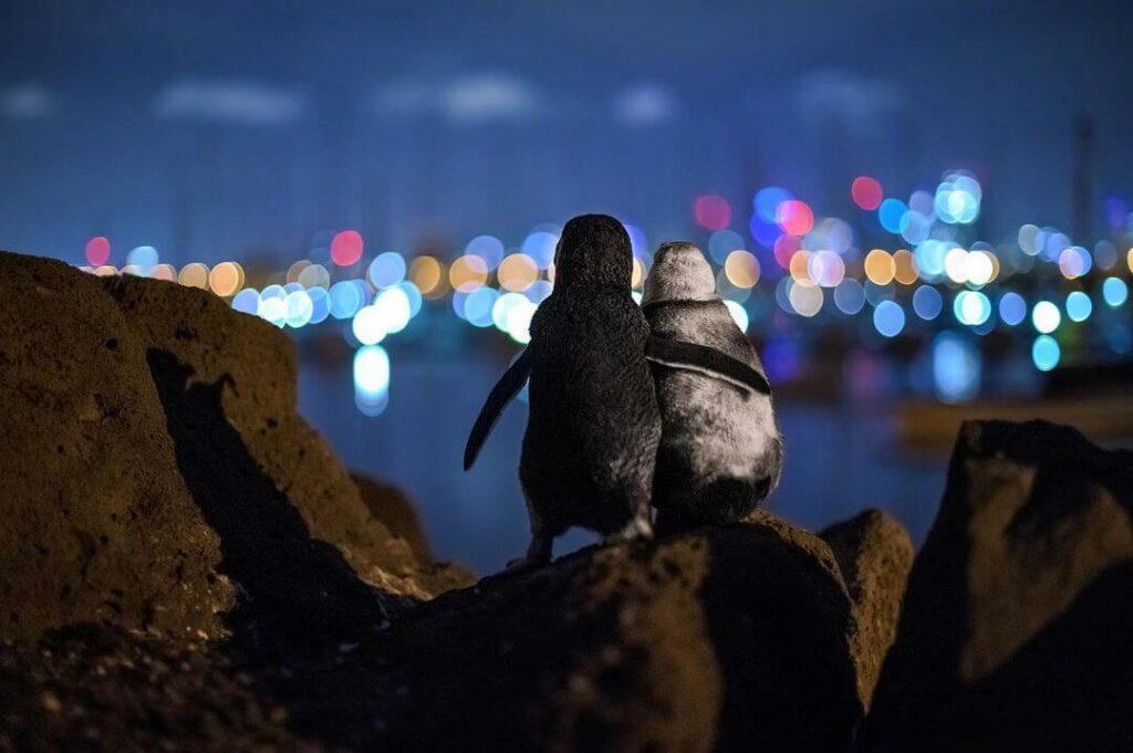 年度海洋攝影大賽