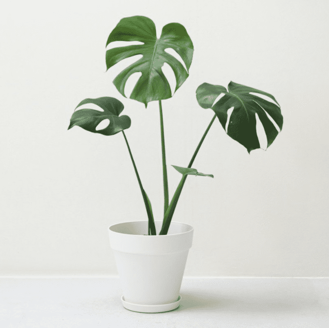 室內擺放植物有利風水