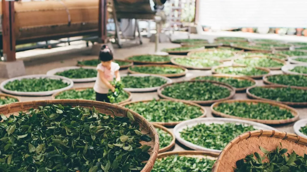 常見茶葉介紹:綠茶、白茶、黃茶、青茶、紅茶、黑茶