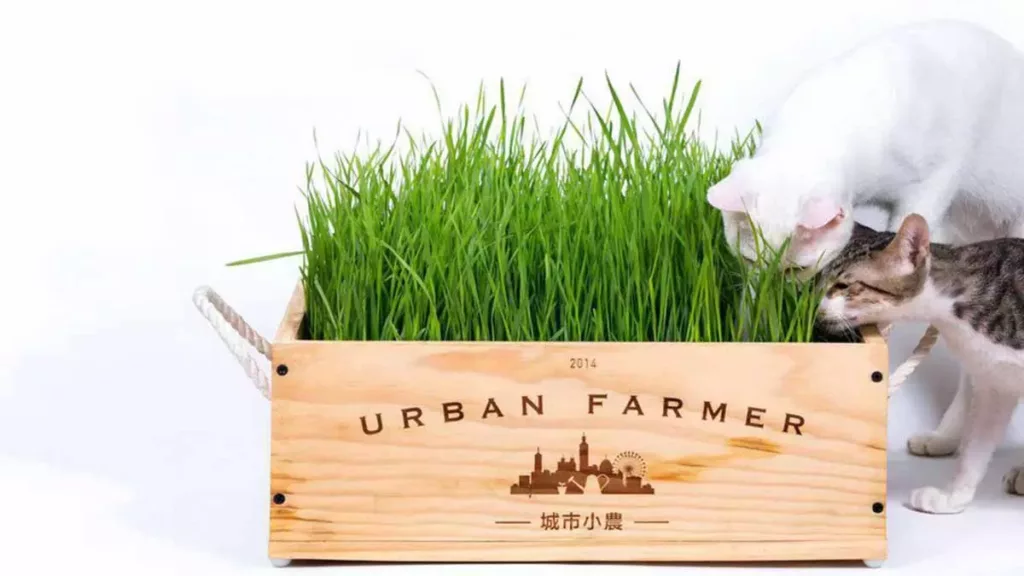 貓草作用