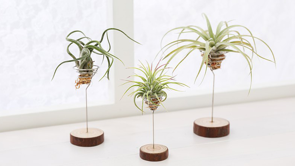 療癒系室內植物 空氣鳳梨 新手挑選 照顧指南 Pinkoi 設計誌 療癒系室內植物 空氣鳳梨 新手挑選 照顧指南 Pinkoi 設計誌