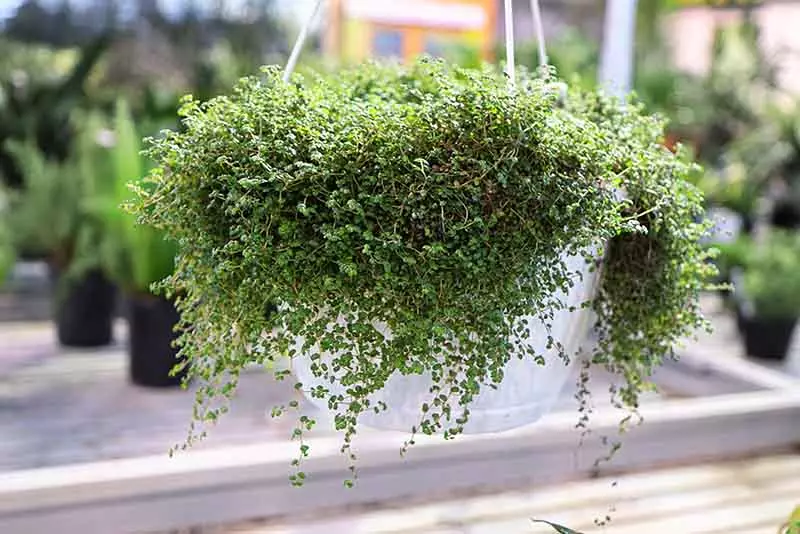 嬰兒淚需擺在通風良好處