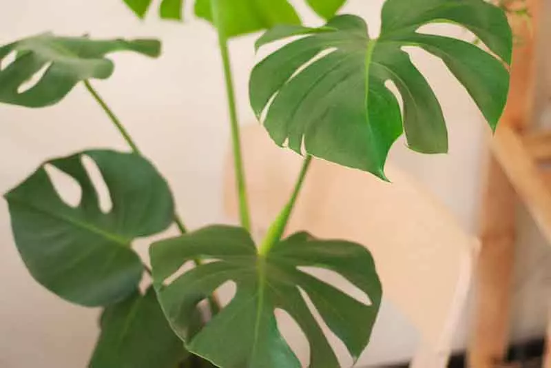 陽台植物