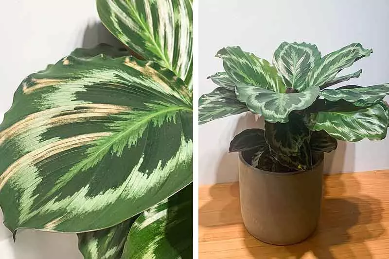 陽台植物
