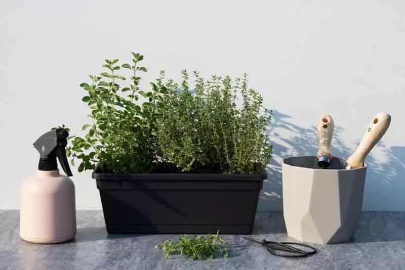 陽台植物