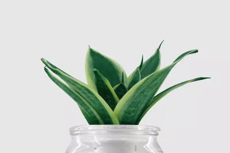 陽台植物