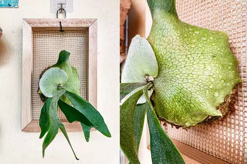 陽台植物