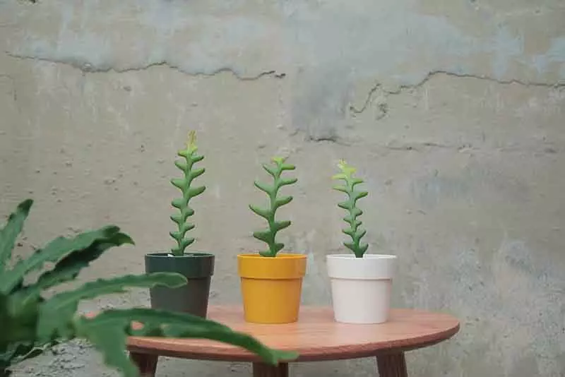 陽台植物