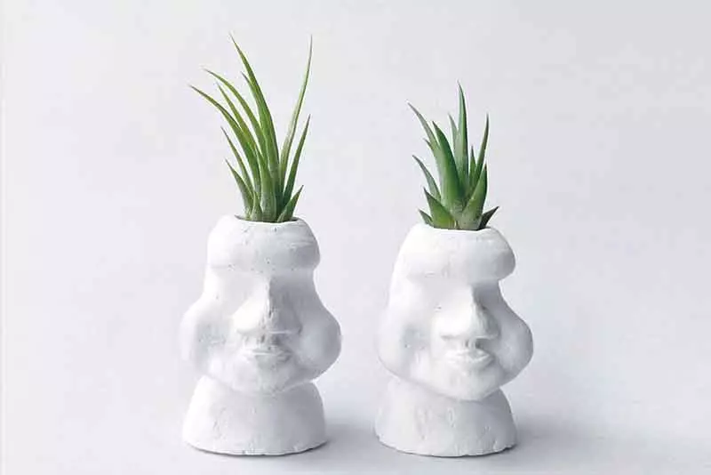 陽台植物
