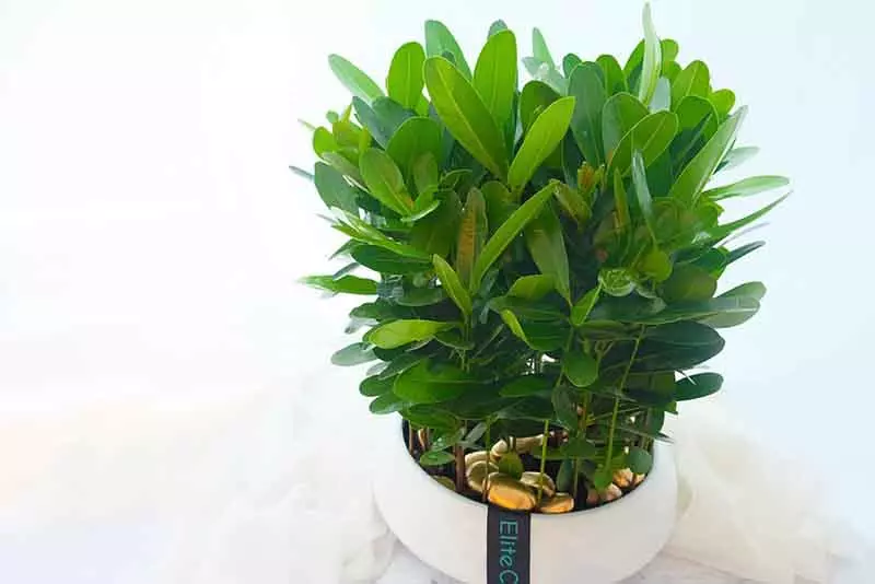 陽台植物