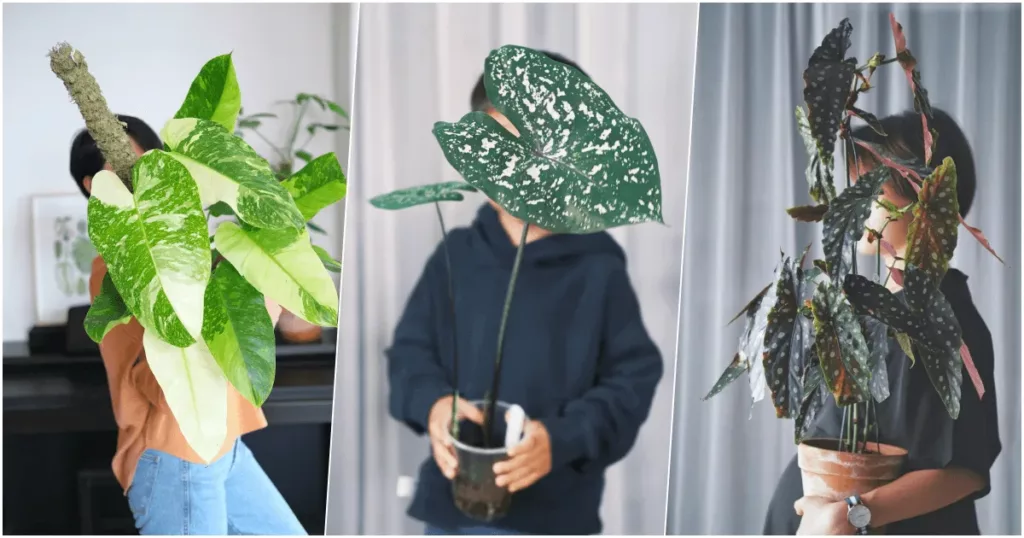 pinkoi 植物盆栽