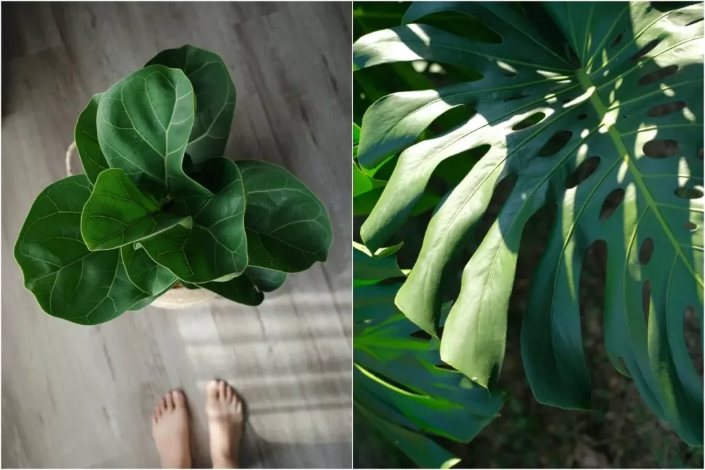 pinkoi 植物盆栽