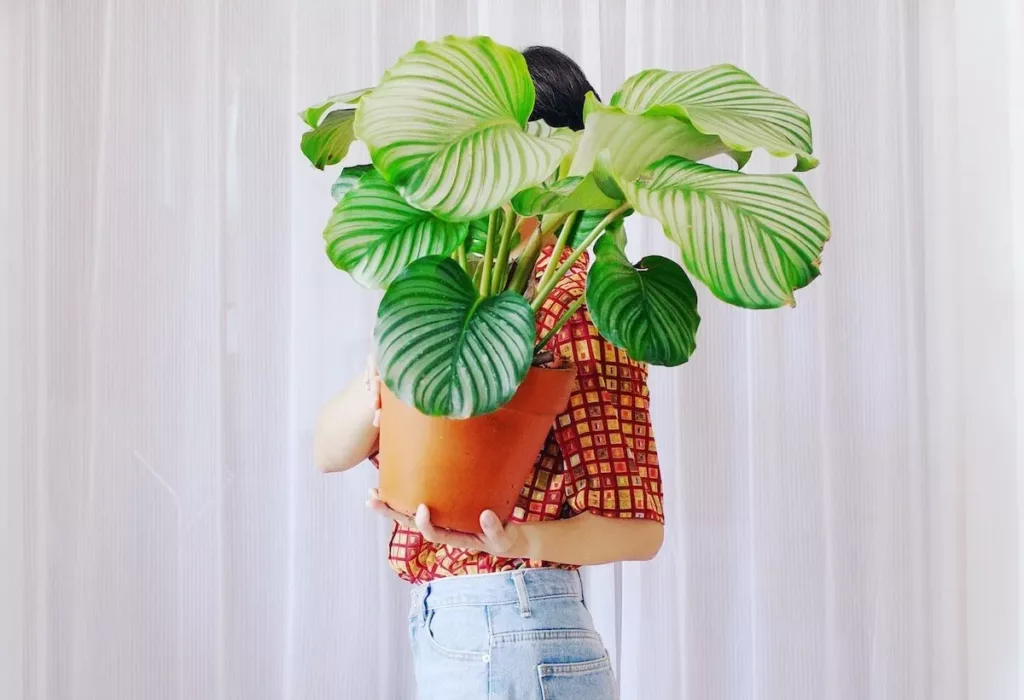 pinkoi 植物盆栽