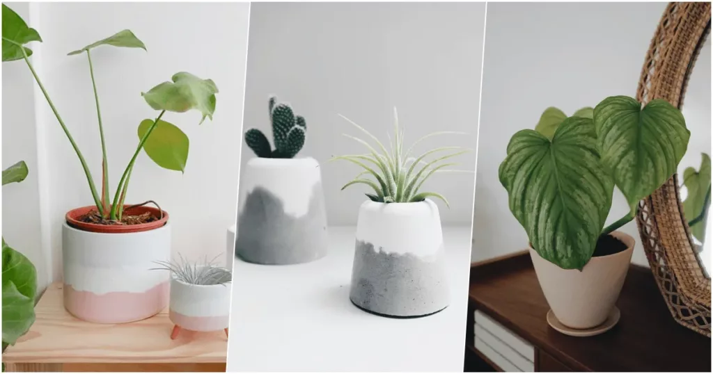 pinkoi 植物盆栽