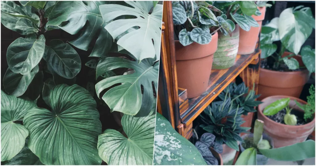 pinkoi 植物盆栽