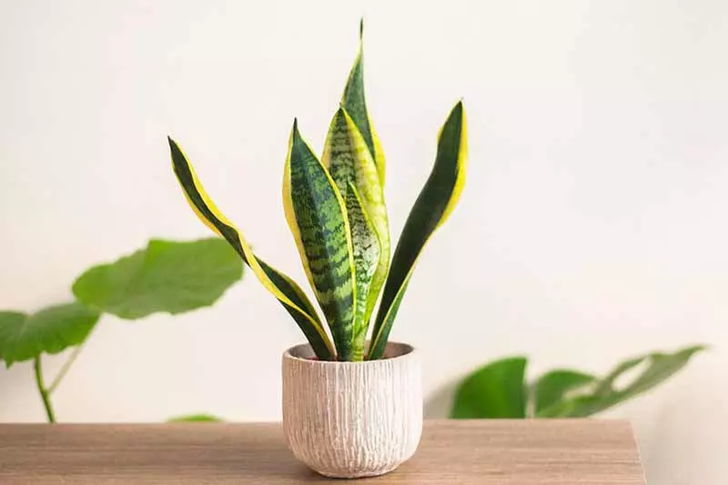 虎尾蘭種植照顧